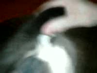 Dog got masturbated by slut before dog sex